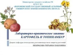 Картофель и топинамбур 
