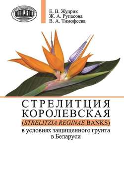 Стрелитция королевская в условиях защищенного грунта в Беларуси