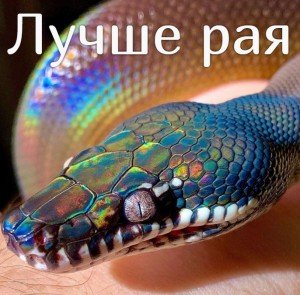 Лучше рая