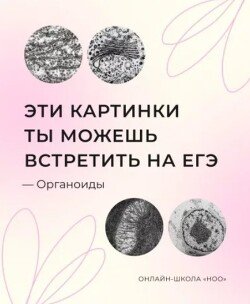 Органоиды