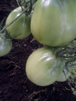 Выращиваем томаты в теплице. Поделюсь опытом