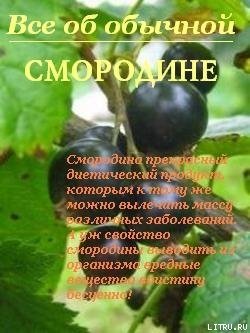 Все об обычной смородине