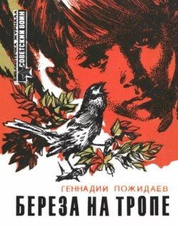 Береза на тропе 