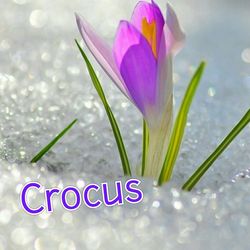 Crocus