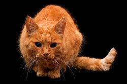 Рыжий кот в виде кармы