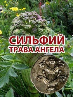 Сильфий - трава ангела