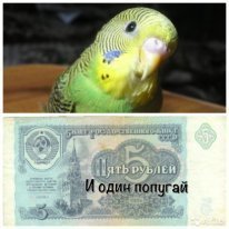 Пять рублей и один попугай