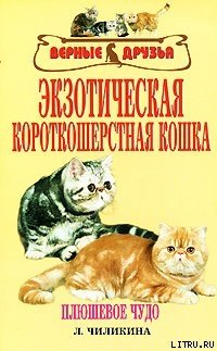 Экзотическая короткошерстная кошка