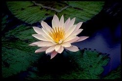 Сутра о цветке лотоса чудесной дхармы
